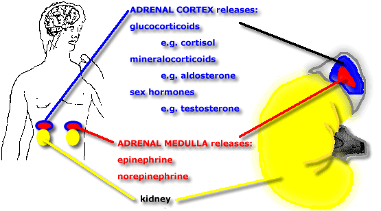 3 Phases of Adrenal Gland Exhaustion and Natural Remedies for Stress